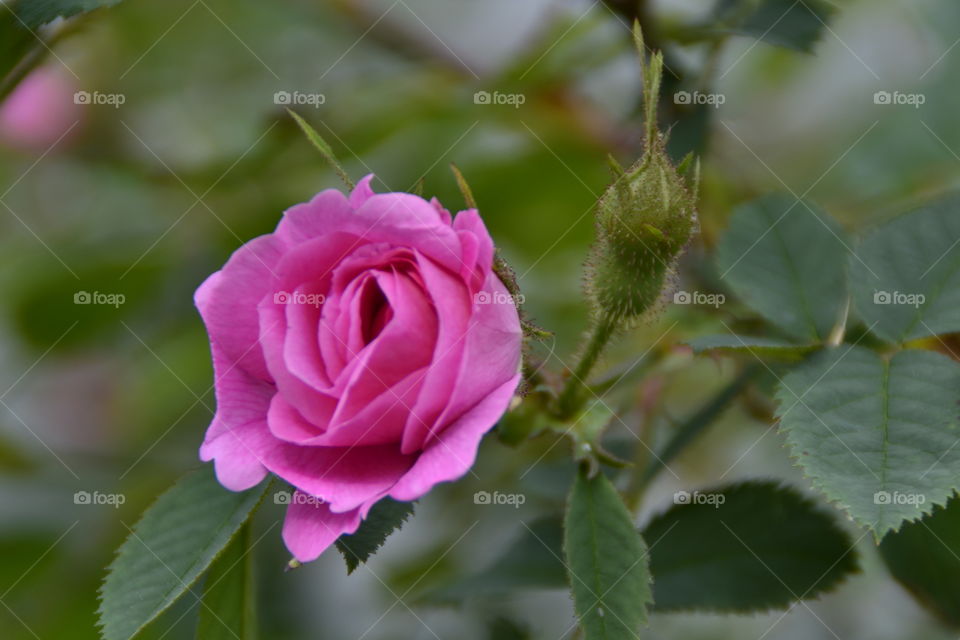 Pink rose