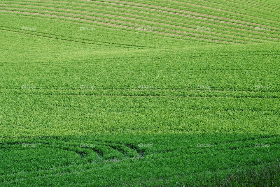 Green spring wavy field
