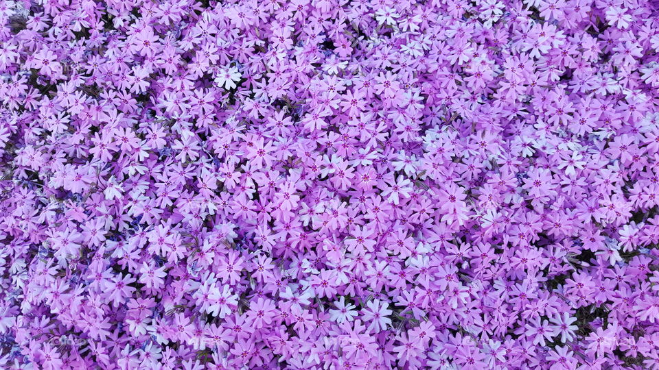 A bed of purple flowers