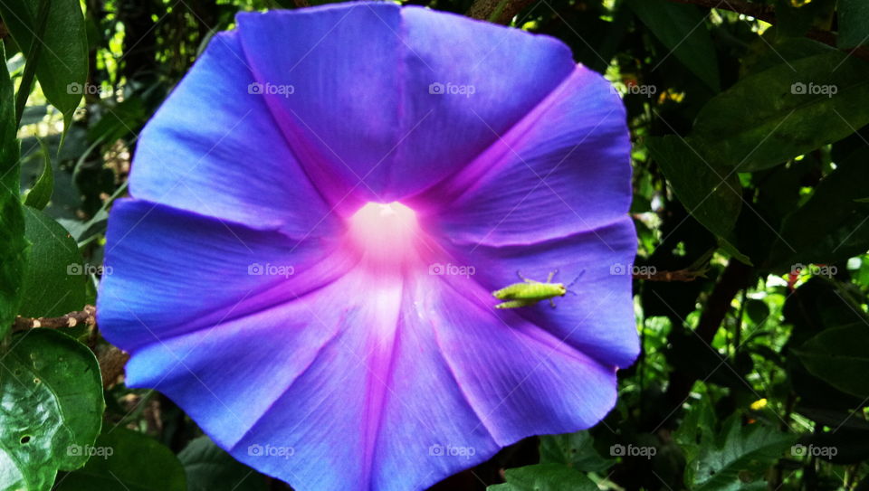 Blue Blue. flower...