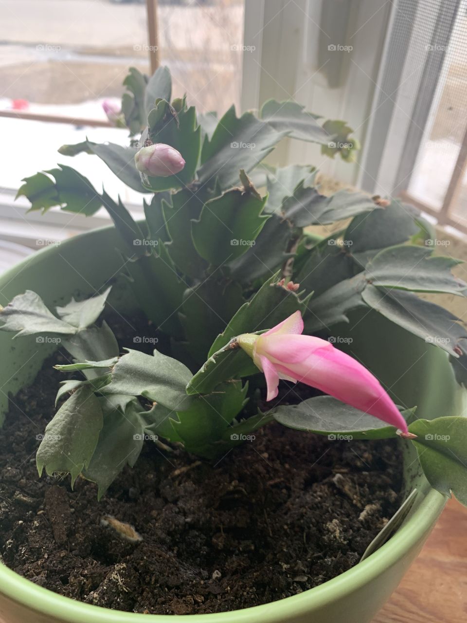 Thanksgiving cactus 