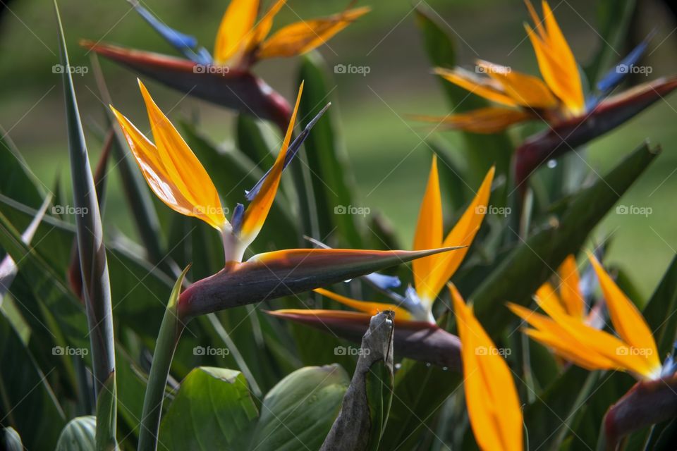 birds of paradise