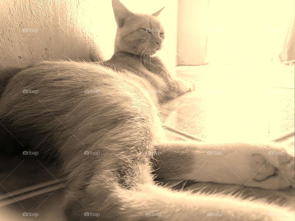 Relaxed posture of a house cat