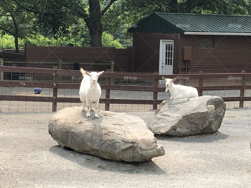 Animals at Petting zoo - Reston Nova Wild 🌿😁