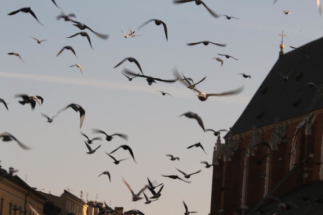 birds over the city