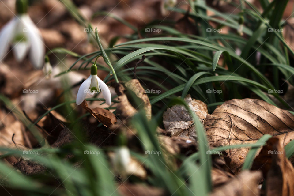 ◐ ✤  Snow-White Snowdrop on a Background of Green Grass and Leaves
◑ 💚 Spring in Gdansk