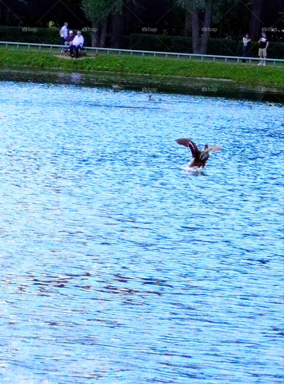 The duck takes off from the water.  people are watching the duck.  Harmony