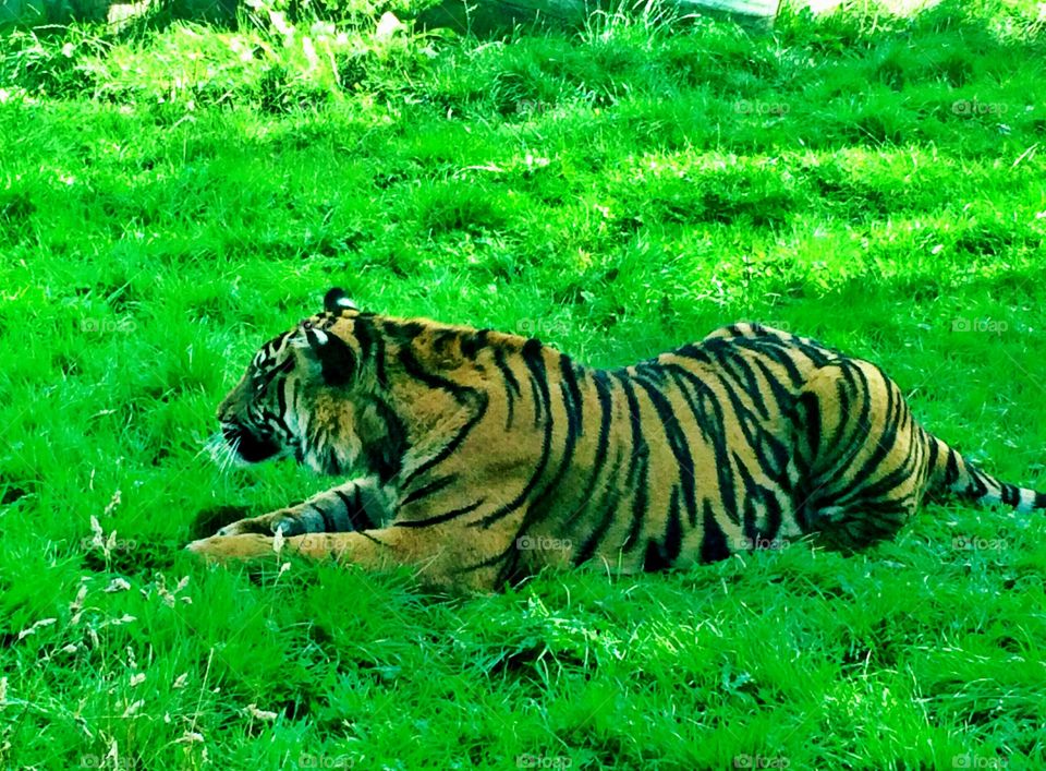 Tiger watching