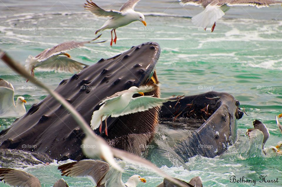 feeding time. a humpback whale feeds as the seagulls try to steal her food