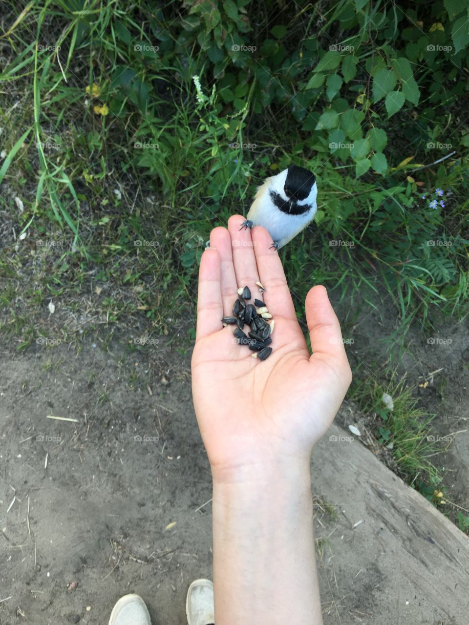 Chickadee 