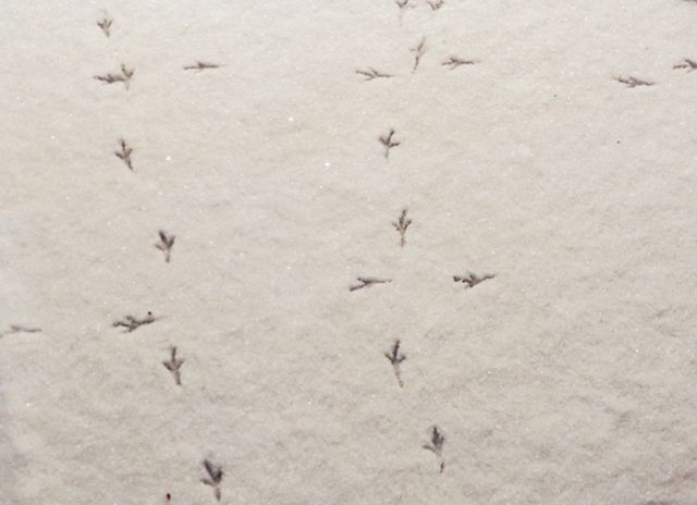 Bird steps in snow 