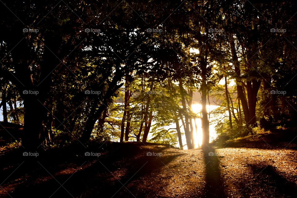 Forest view at sunset