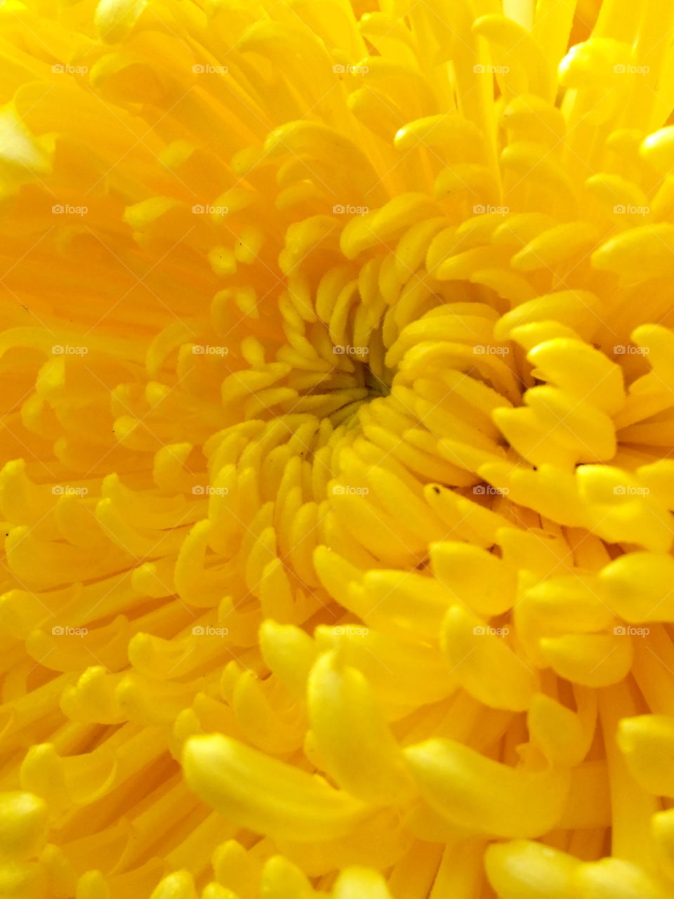 Yellow Flower