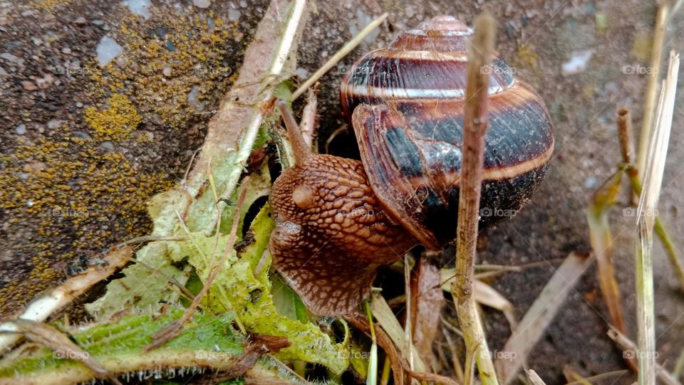 snail