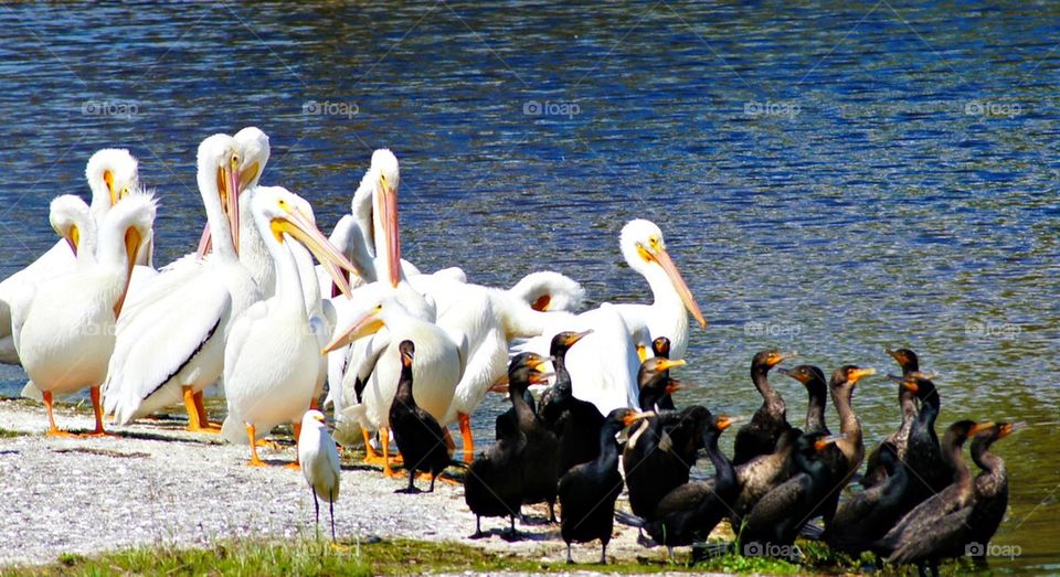 Pelicans familly 