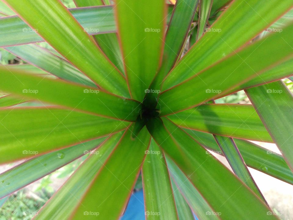 Dracena