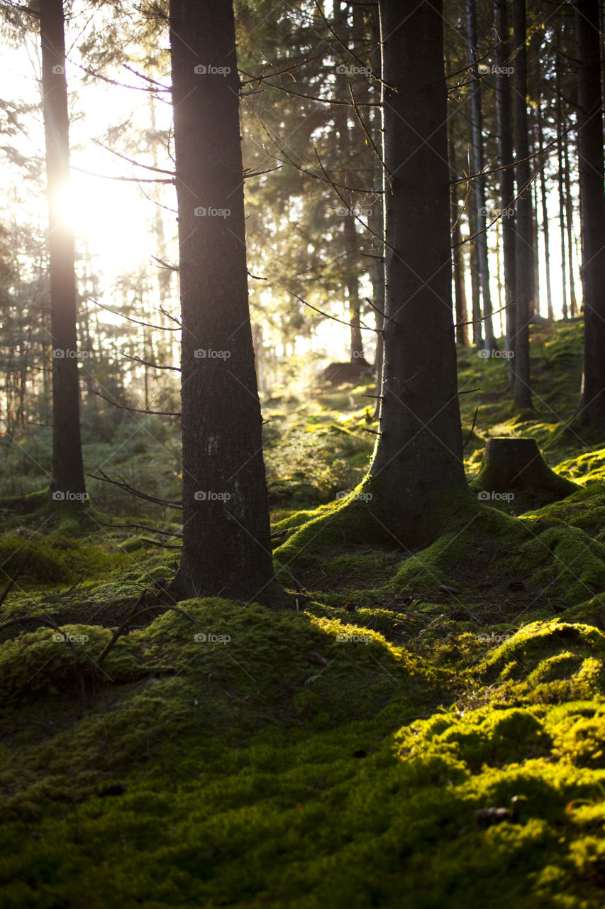 Sunlight in forest