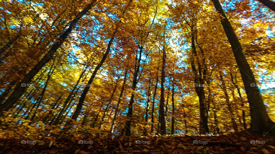 Fall, Wood, Leaf, Tree, Gold