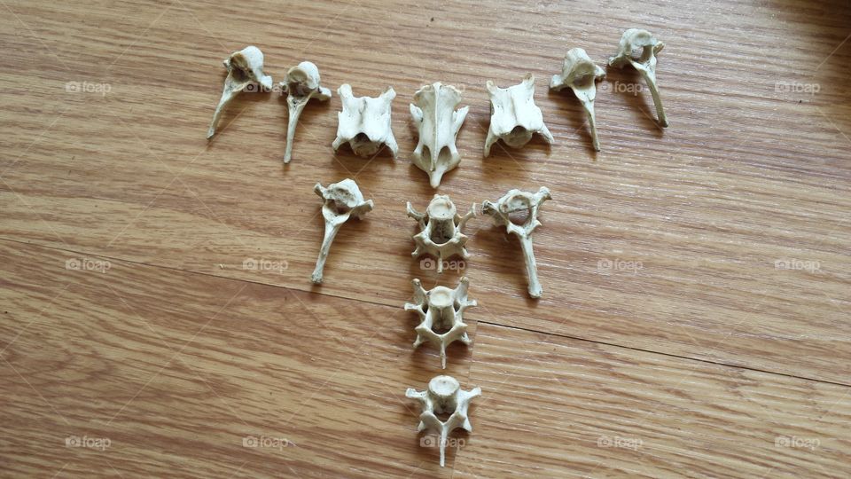vertebrate bone necklace