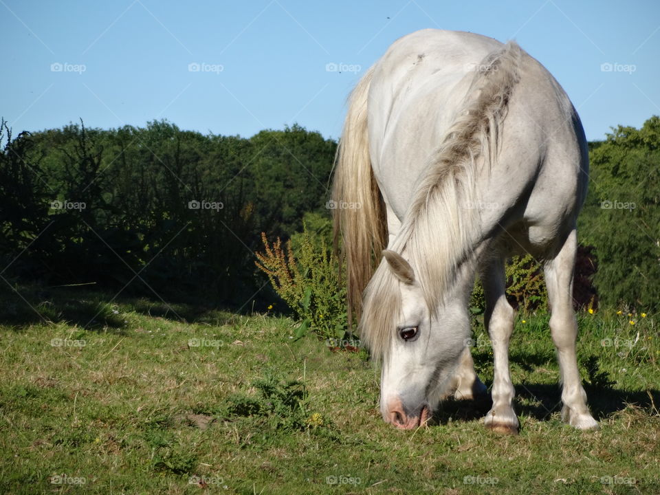 Horse eating grass in field