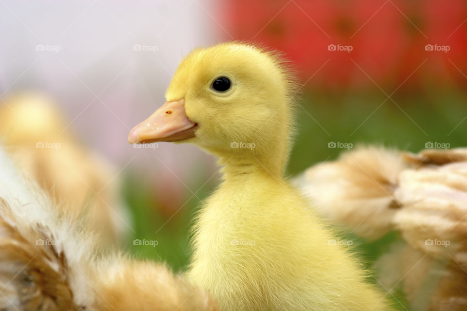 Close-up of duckling