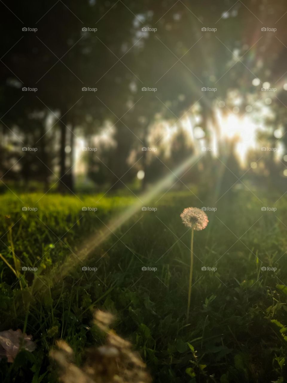 Dandelion in the sun