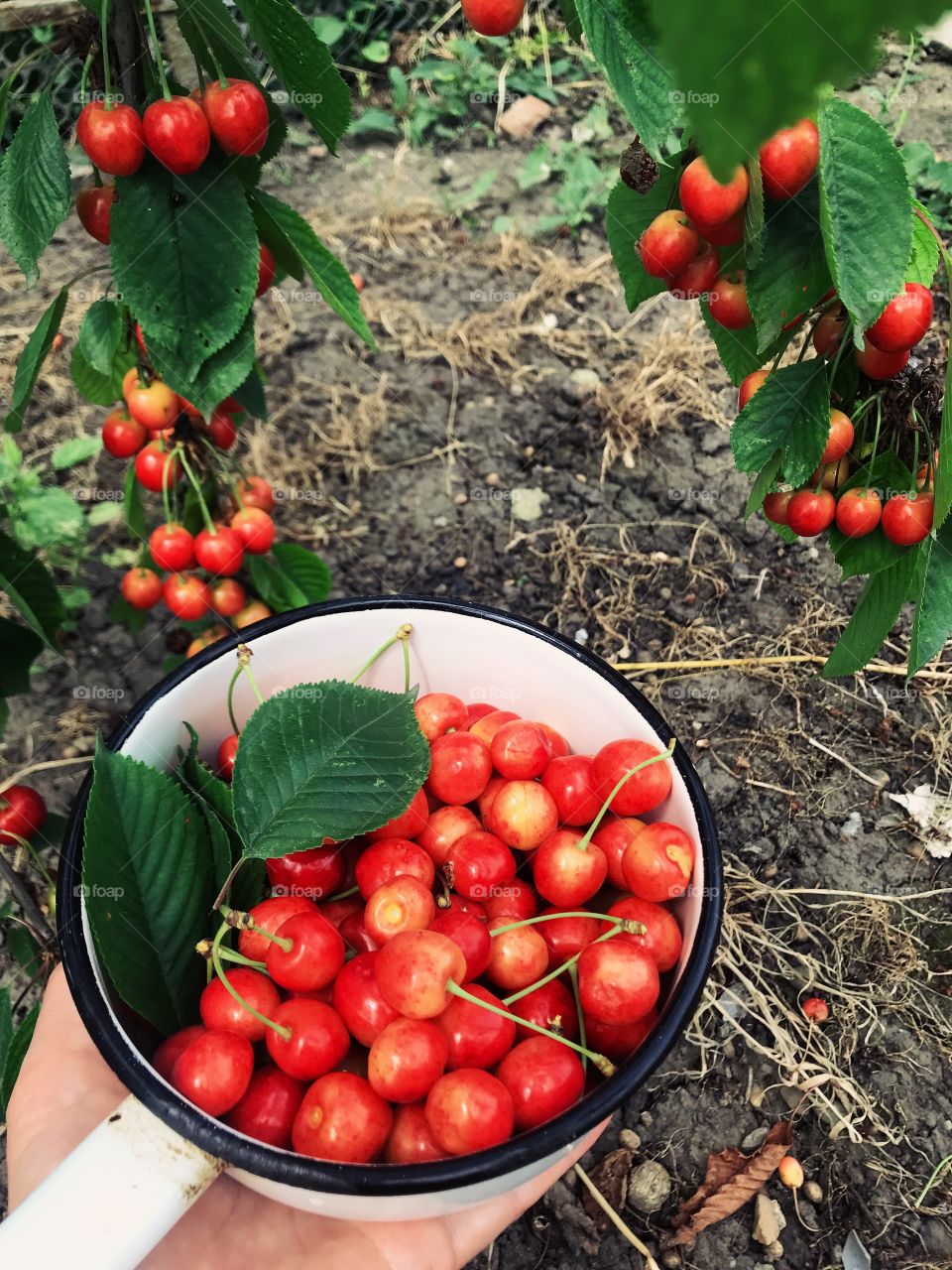 Cherries 