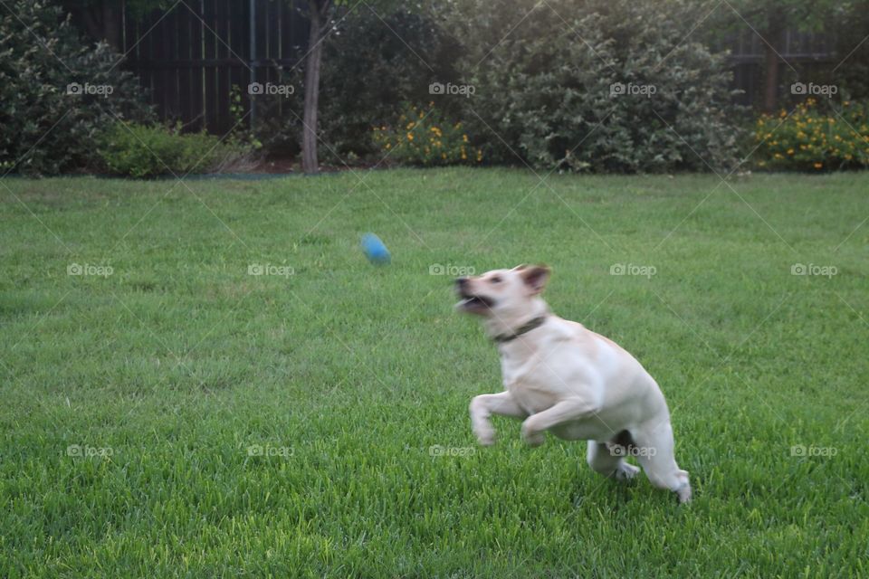 Playing Catch 
