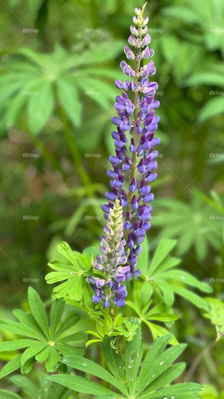 Photography of Lupine Flowers 