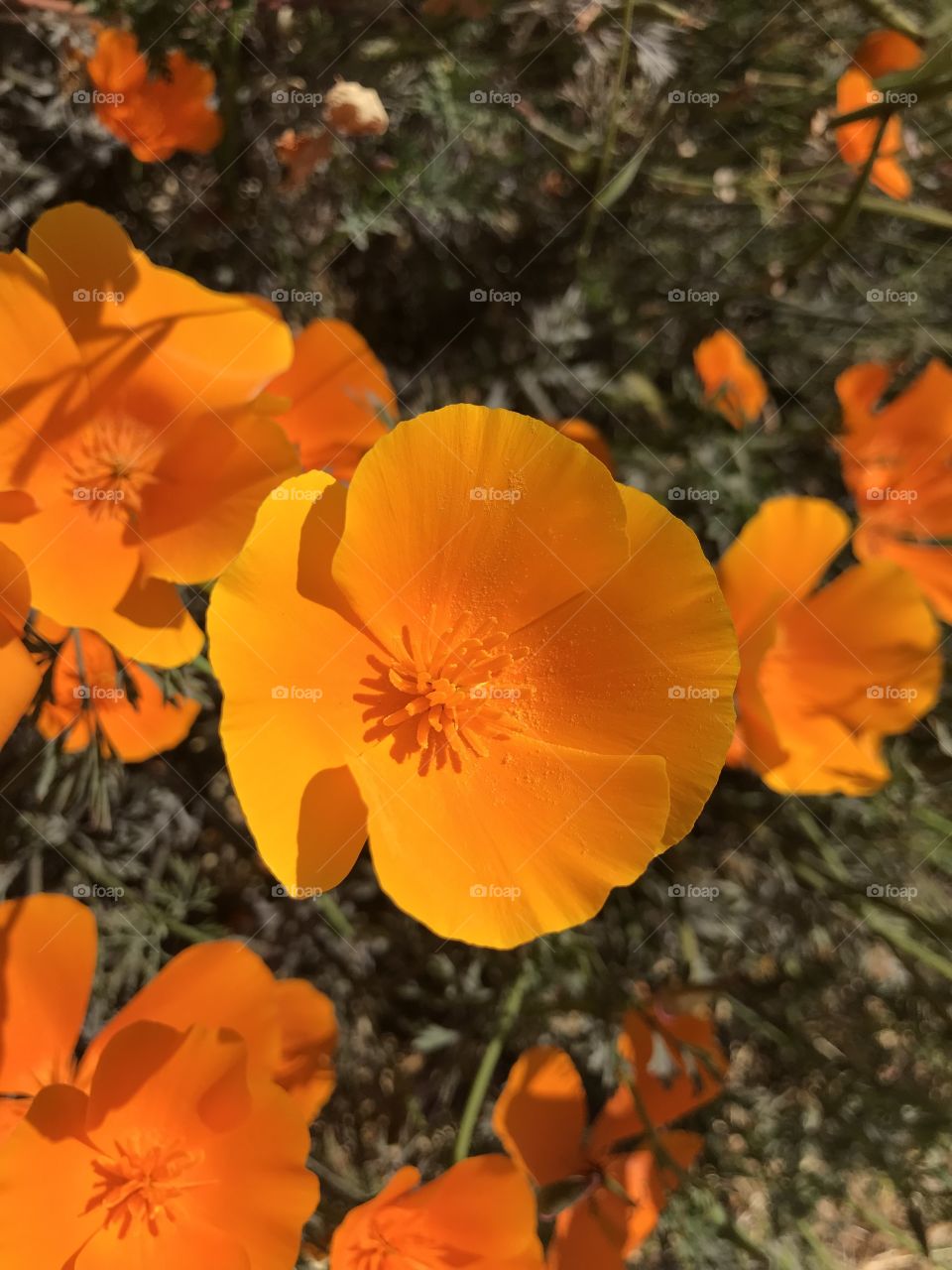 A California poppy, proud and bright and showing off in the summer light. Almost glowing with its orange radiance. 