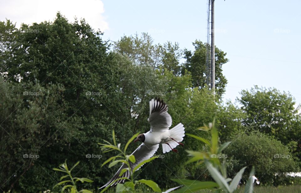 Black-headed gull