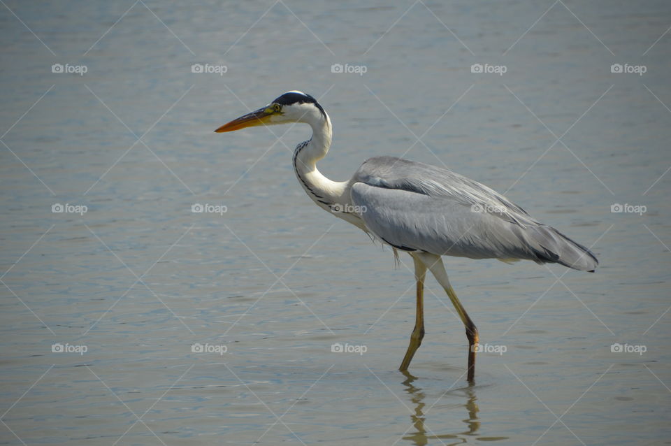 Japanese Heron In The River