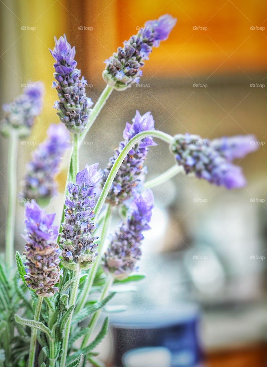 Lavender in a small vase. Of the family Lavandula, it has 47 known species of flowering plants in the mint family, Lamiaceae. Specimens in this image are homegrown.