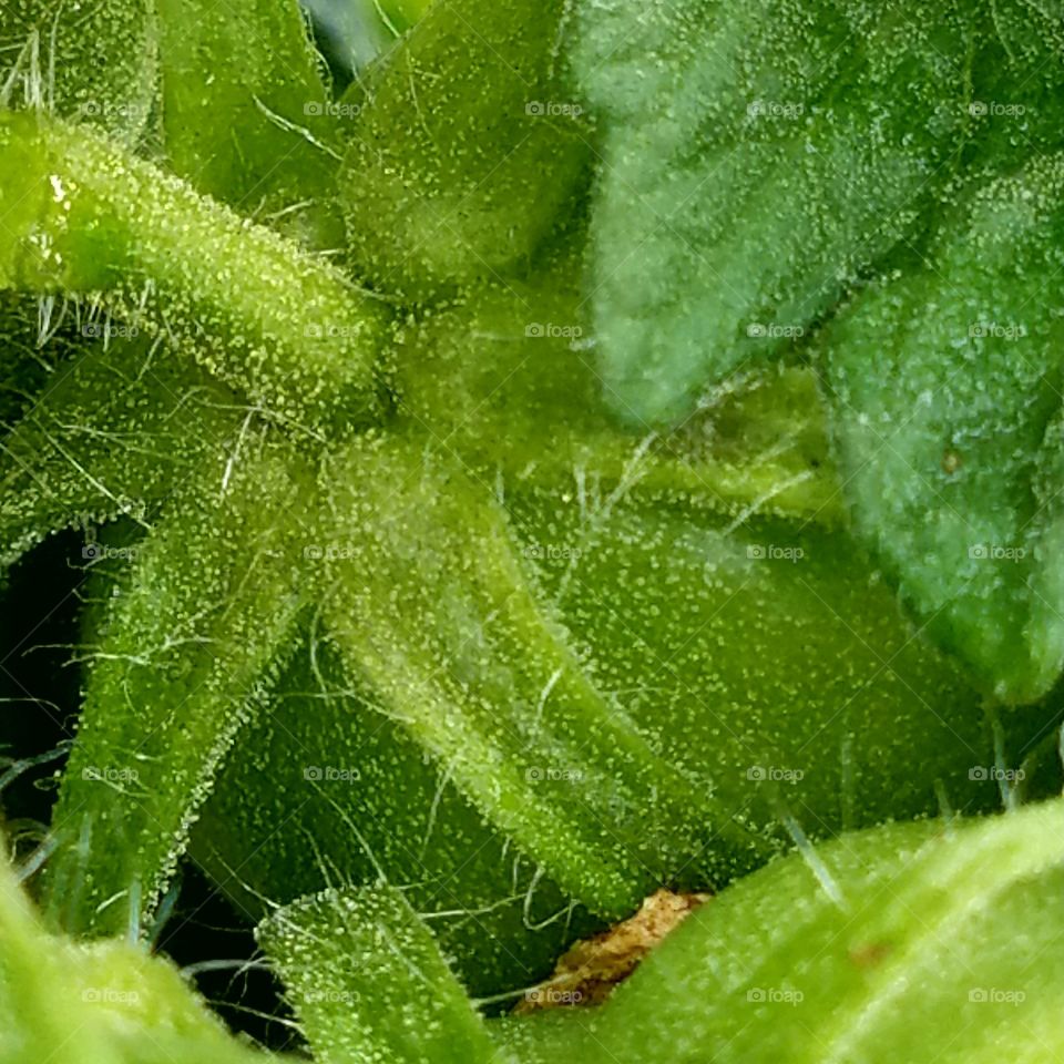 Hairs on a tomatoe