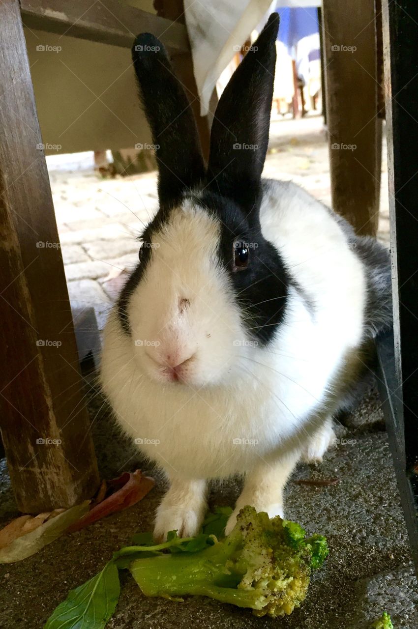 If no carrot, eat brocoli!. This cute one is a surprise dinner guest!