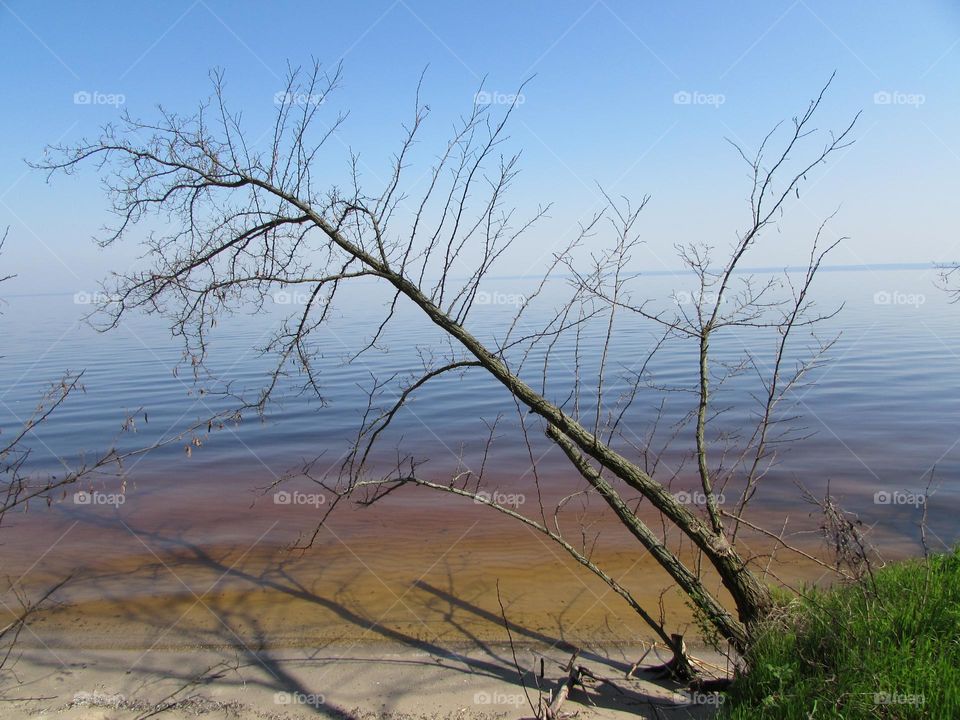 Tree on the river coast