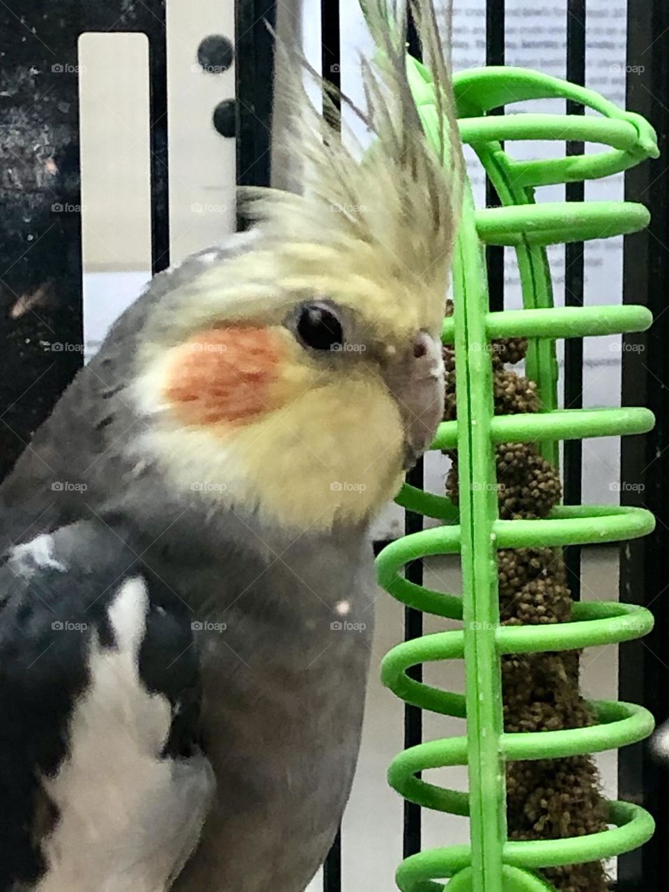 Cockatoo at the pet store 🌿