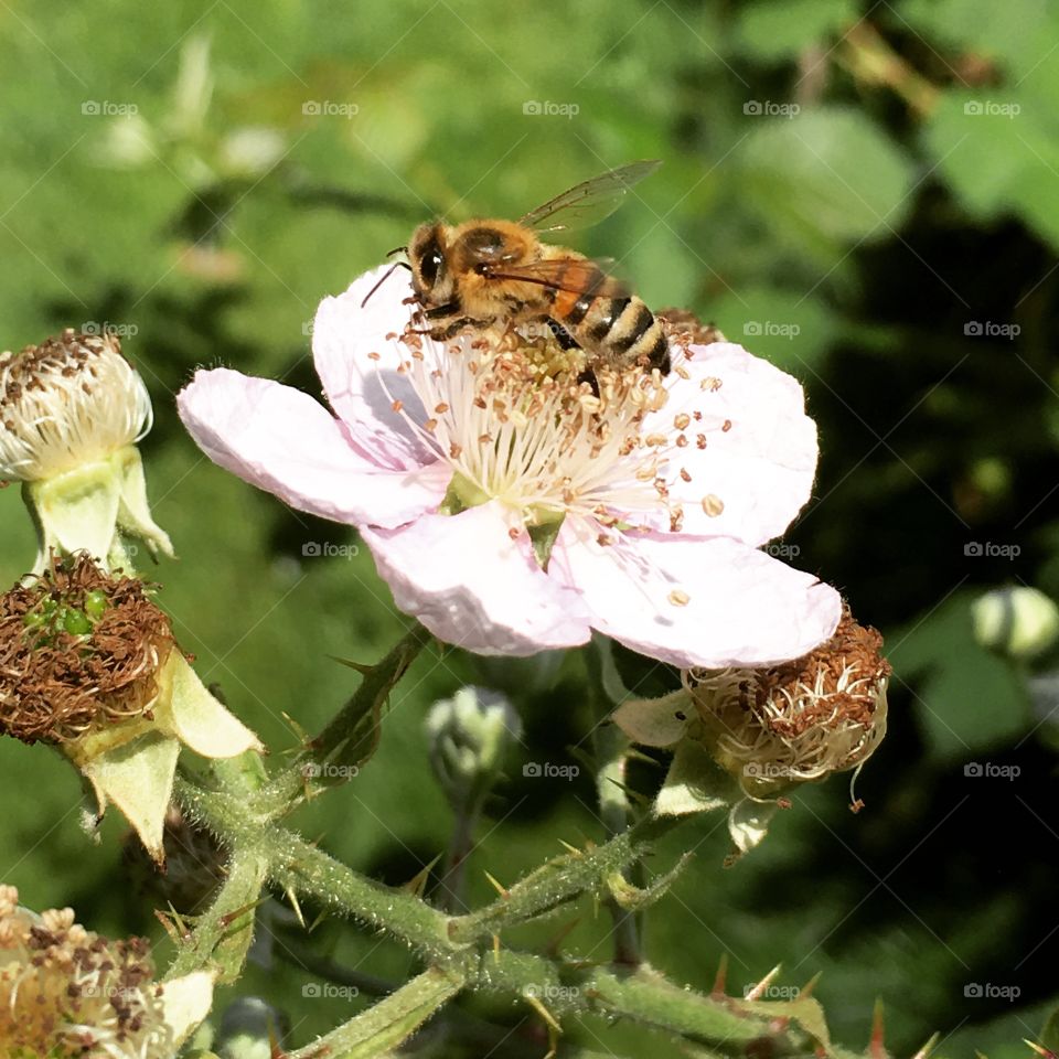 Summer bee
