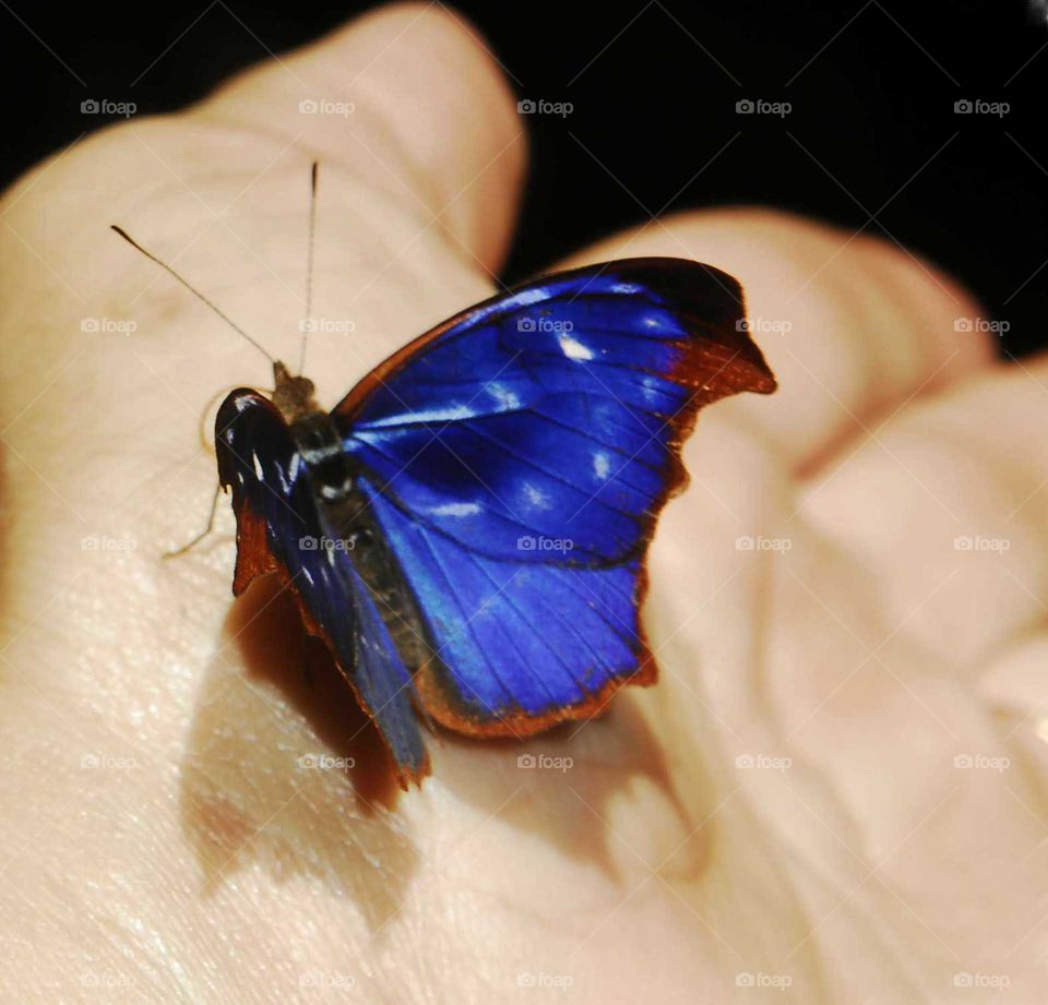 a lovely blue butterfly on the hand