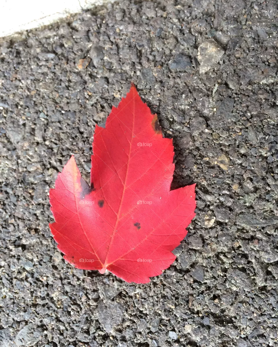Red leaf 