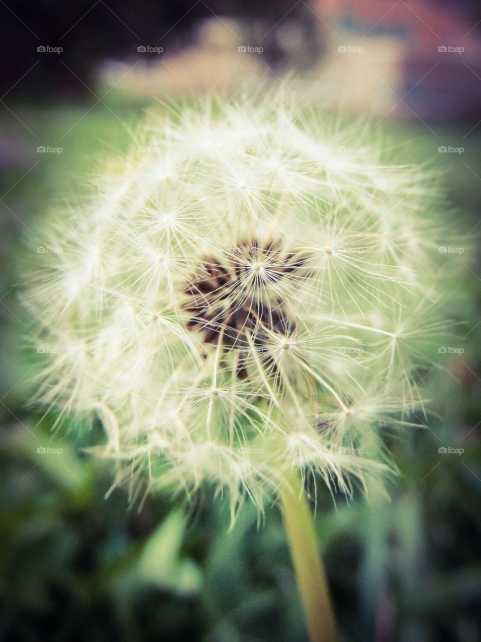 Dandelion