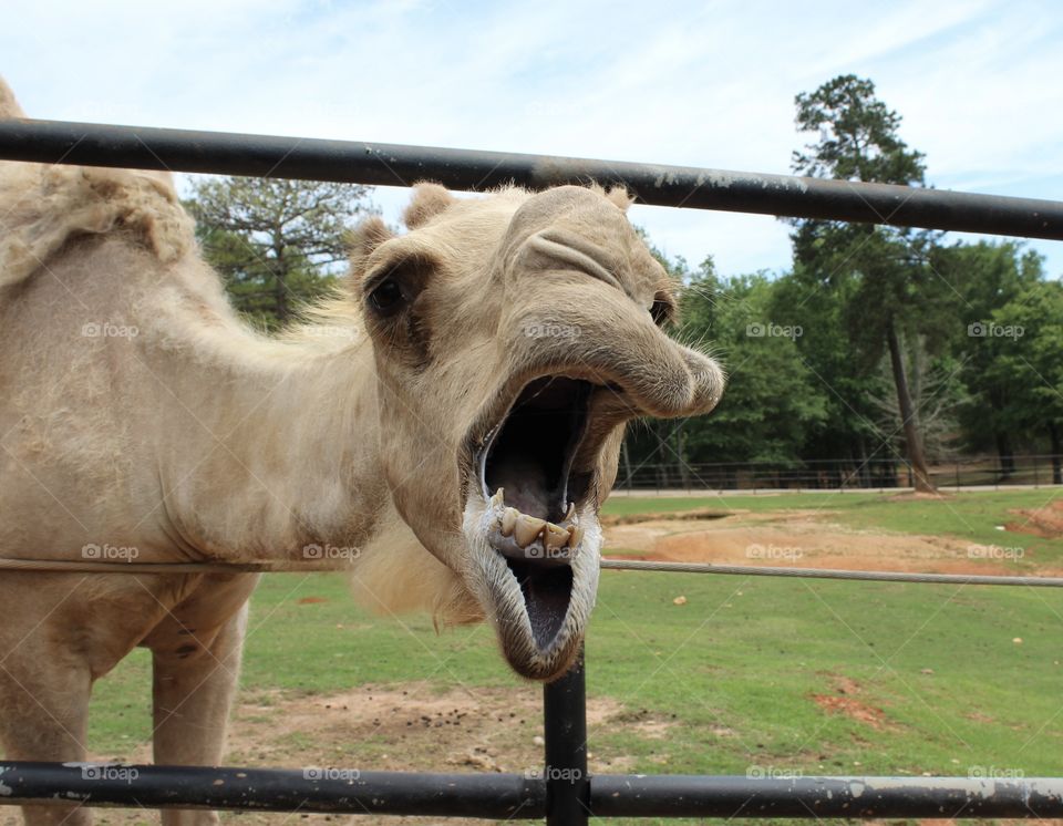 Hungry camel