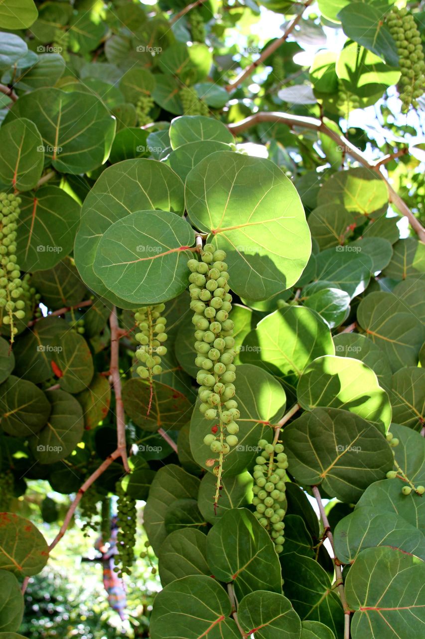 sea grapes in florida.