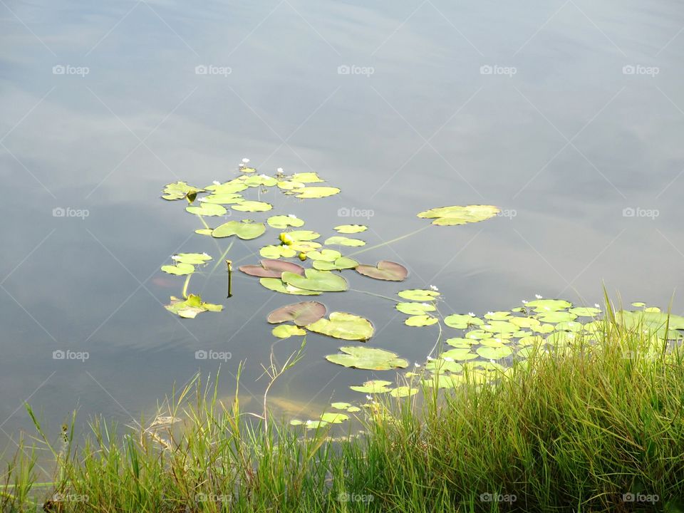 lily pads. lily pads