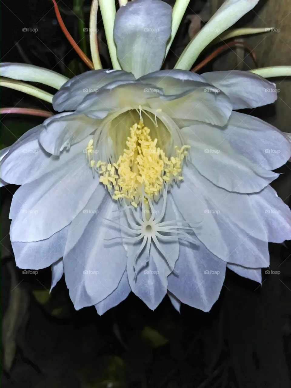 Queen of night