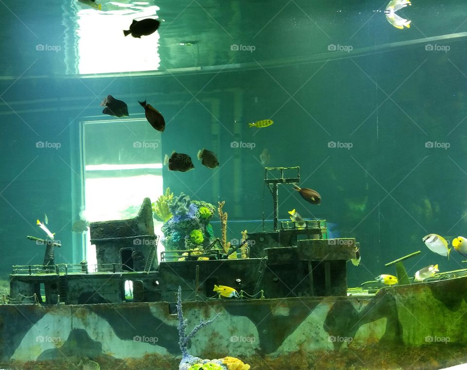 Shipwreck aquarium