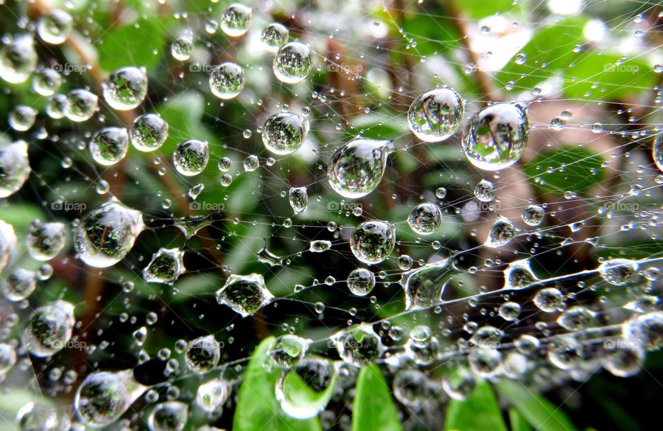 delicate droplets