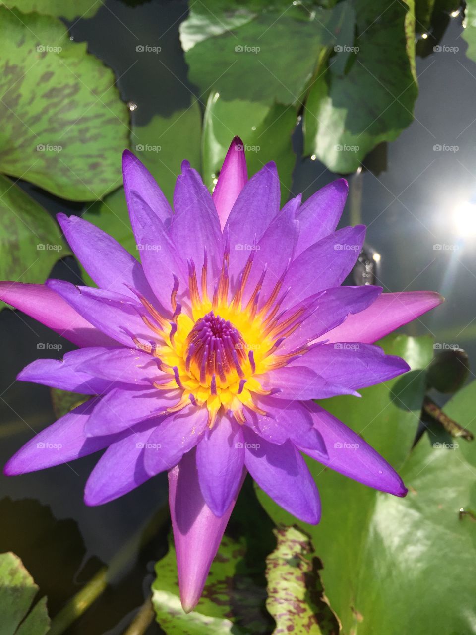Flower, Lotus, Leaf, Flora, Nature