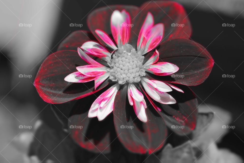 A Flower