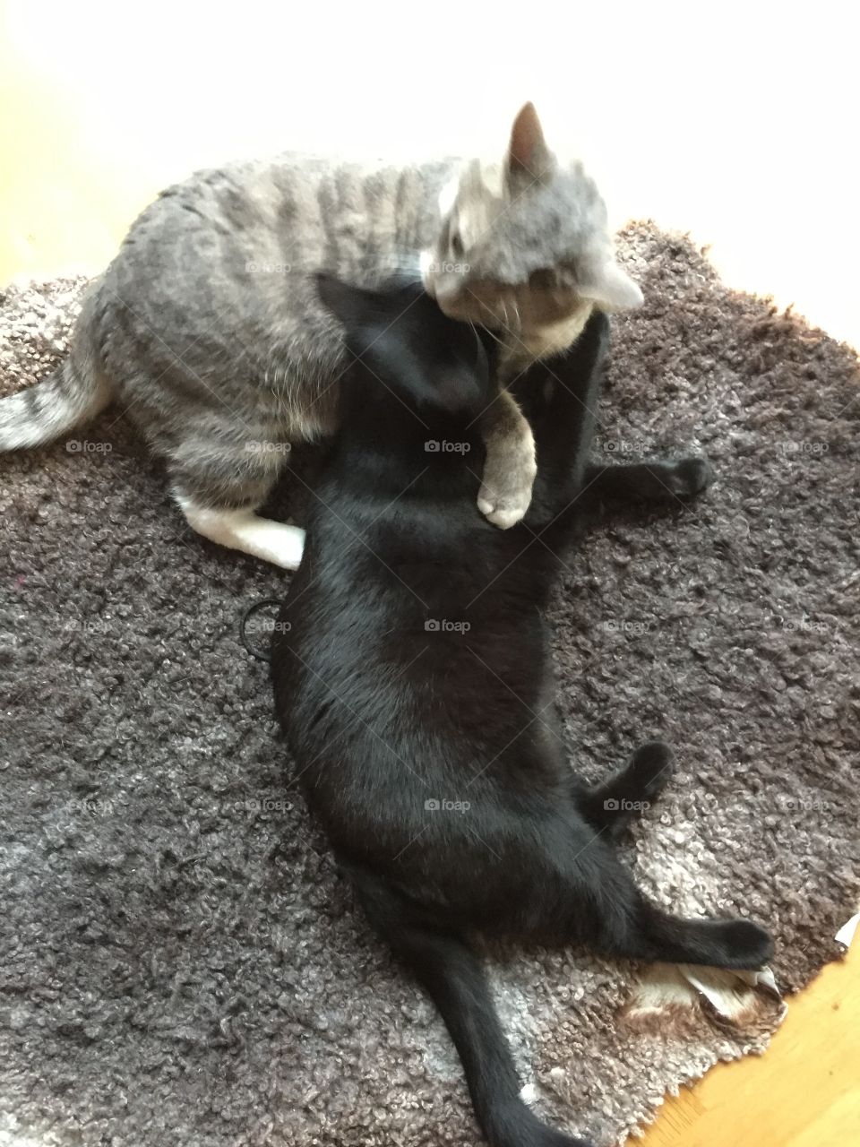 Two kittens playing 